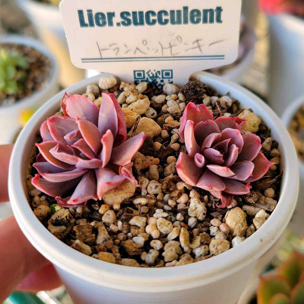 トランペットピンキー｜🍀GreenSnap（グリーンスナップ）