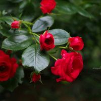 バラ,赤い薔薇,赤い花,お花,写真撮影の画像
