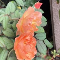 バラ,今日のお花,バルコニー/ベランダの画像