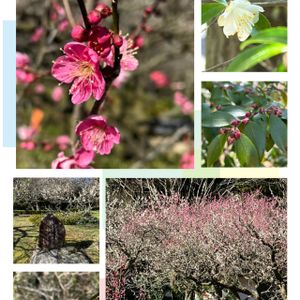 ヒメサザンカ,熱海梅園,多様性を愛する会の画像