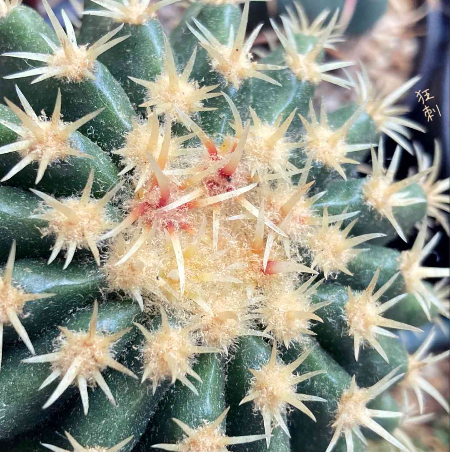 狂刺金鯱の一覧｜🍀GreenSnap（グリーンスナップ）