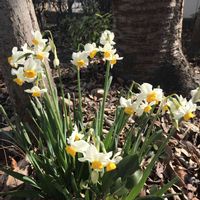 スイセン,ニホンズイセン,白花,正岡子規の画像