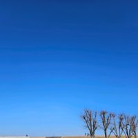 ケヤキ,青空,出先,好きな感じ〰️,ニレ〰科の画像