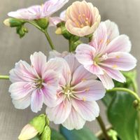 レウィシア,可愛い,山野草,癒し,いつもありがとう♡の画像