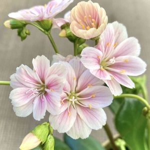 レウィシア,可愛い,山野草,癒し,いつもありがとう♡の画像