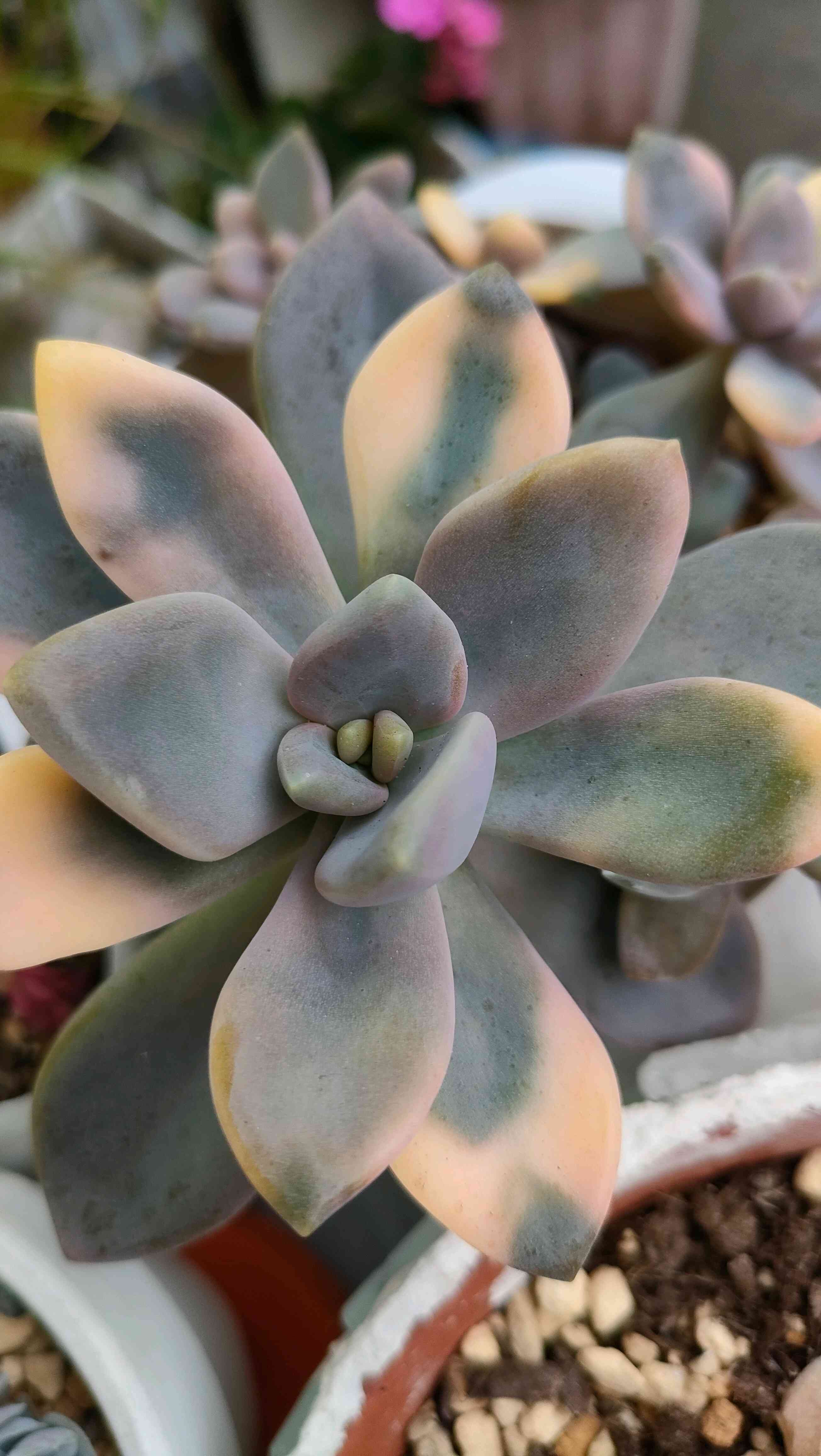 おまとめ中！39SALE！多肉植物^o^   ほろ酔い美人 af2b6cc0c2339f52724013b0827c05