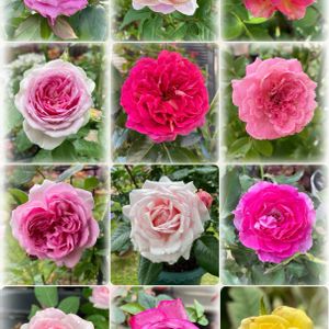 ガーデニング,バラ 鉢植え,花のある暮らし,フラワーバレンタイン,バラのある暮らしの画像