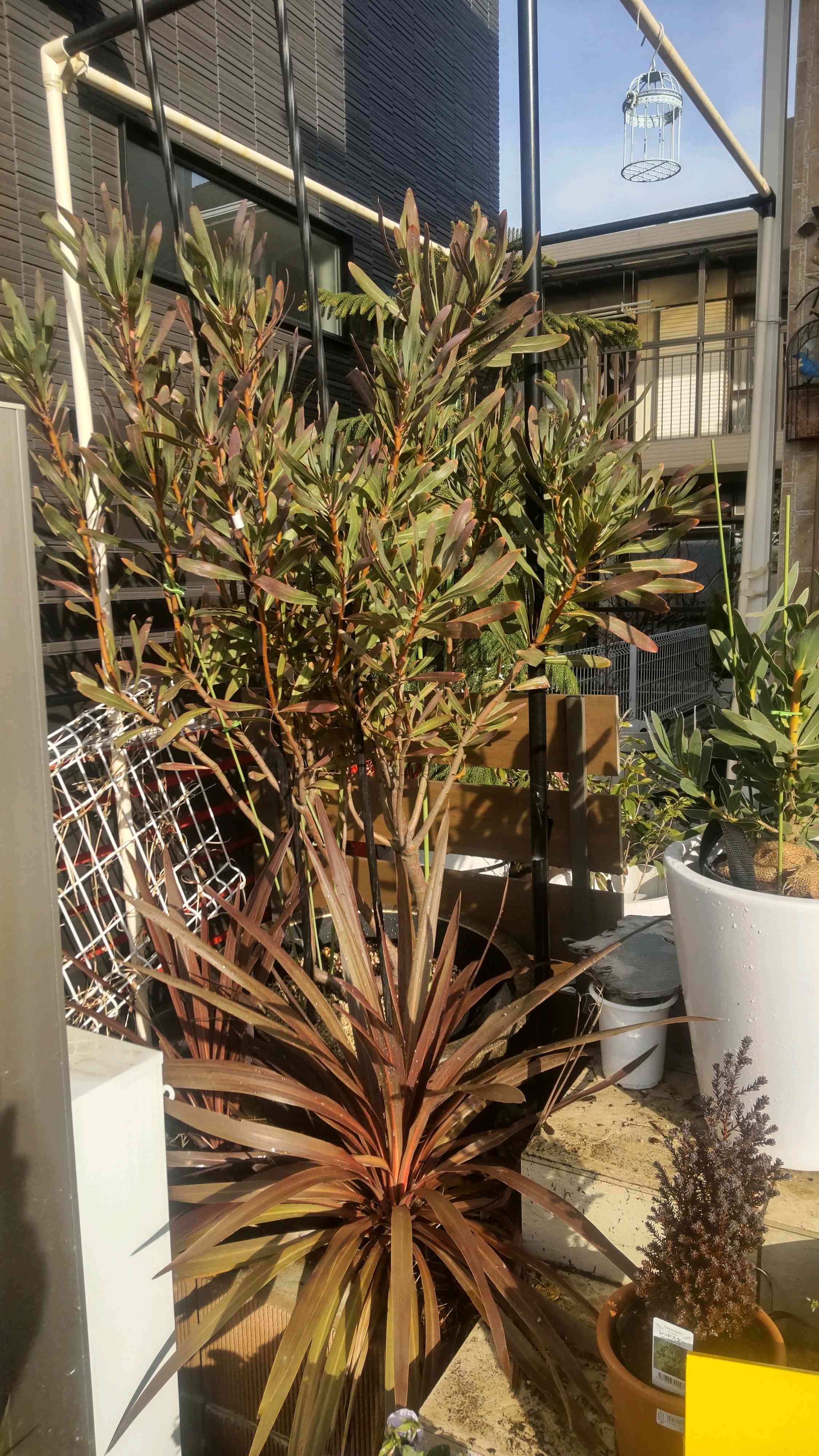 グレビレアピンクサプライズの一覧|🍀GreenSnap(グリーン グレビレアピンクサプライズの一覧|🍀GreenSnap(グリーン