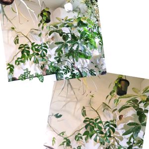 ヒメモンステラ,観葉植物,ジャングル,ジャングル化計画,部屋の画像