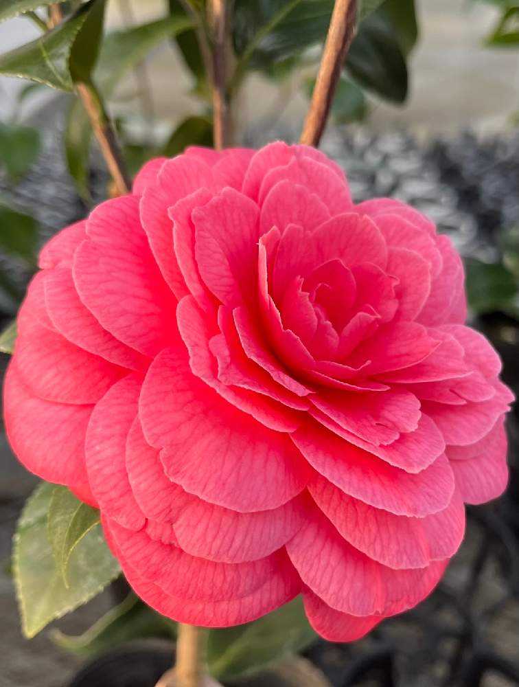 金華美女　椿　鉢底約70cm 金華美女 椿 鉢底約70cm