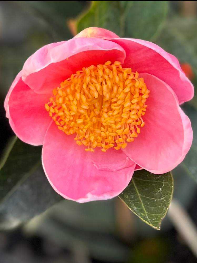 金華美女　椿　鉢底約70cm 金華美女 椿 鉢底約70cm 金華美女 椿 鉢底約70cm 椿の