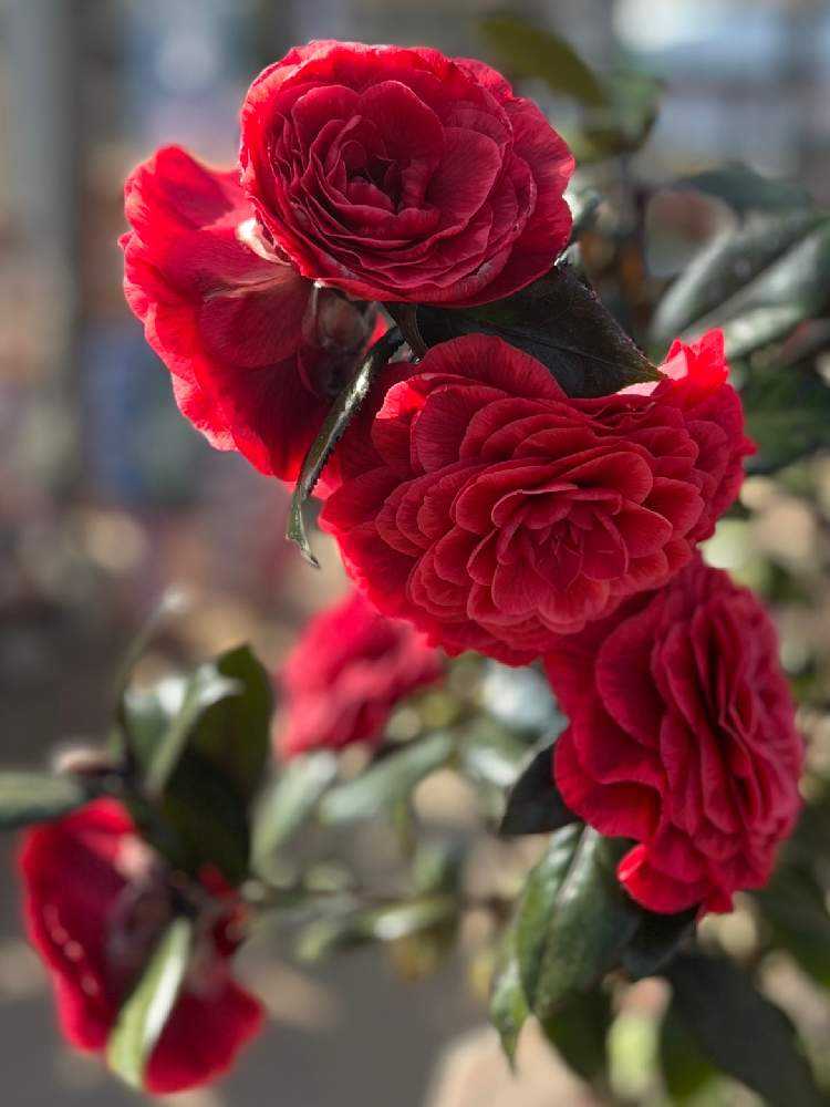 美麗なツバキたち💕｜🍀GreenSnap（グリーンスナップ）