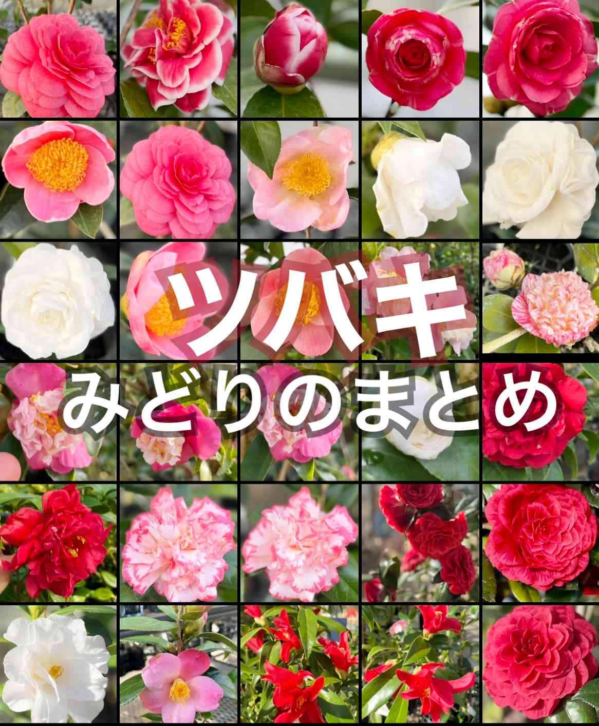 金華美女 椿 鉢底約70cm 椿の花 2025-① 金華美女 - まつこの