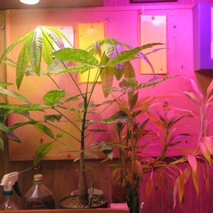 パキラ,ミリオンバンブー,パキラ(斑入り),富貴竹,観葉植物の画像