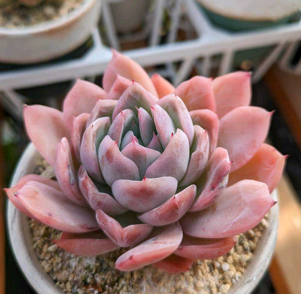 チェリーティピ 多肉植物 1673778476119_891357_20230115_