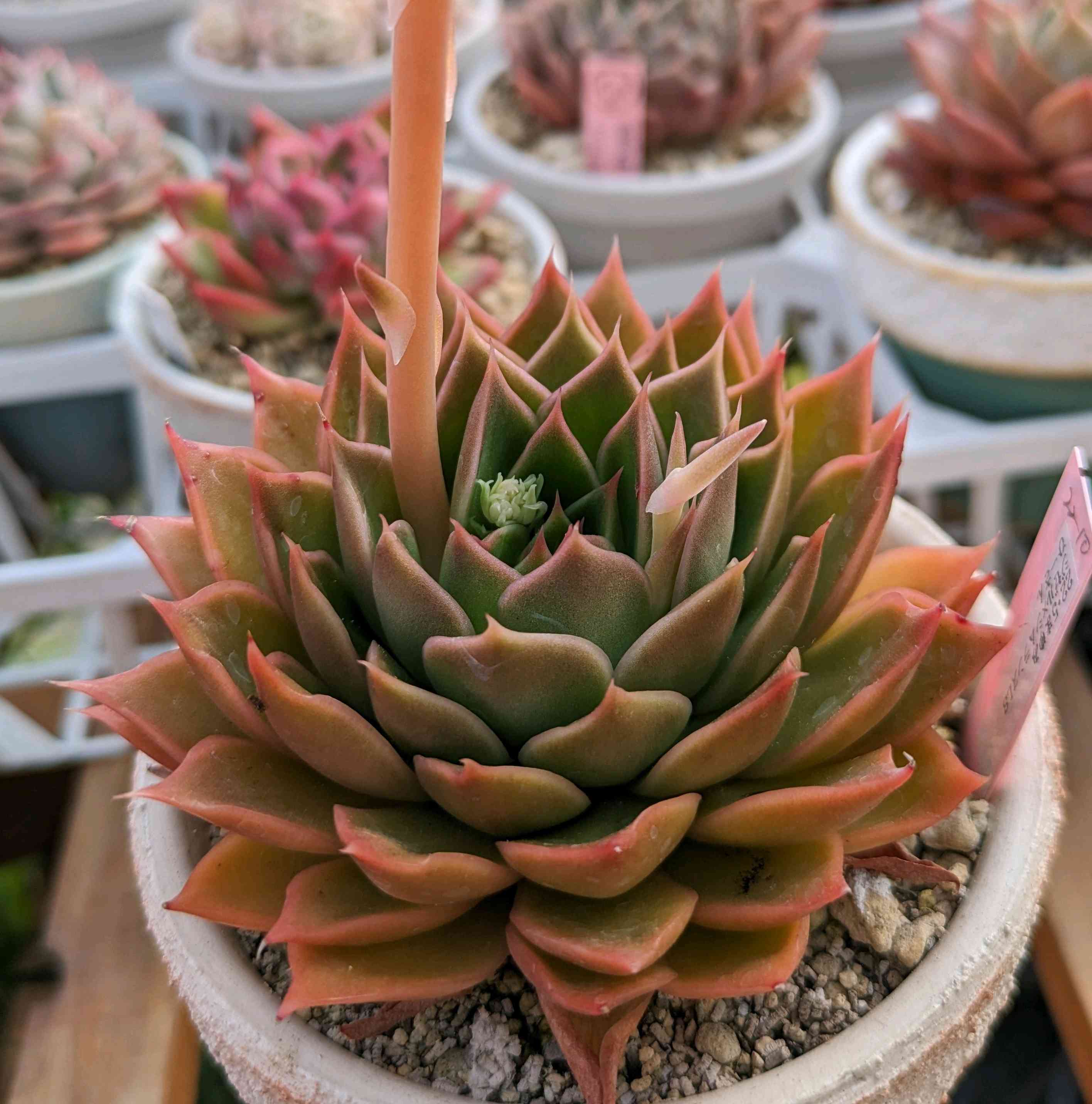 644🌹ジゼル×シムランスラグナサンチェス｜🍀GreenSnap（グリーン