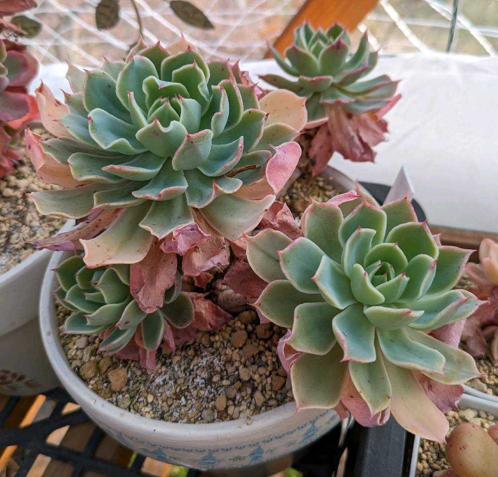 専用(4個) つぼみゴロゴロ♪オリジナルグリーンリップ、苗、開花株