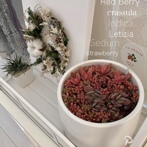 火祭り,虹の玉,レッドベリー,インディカ, レディジアの画像