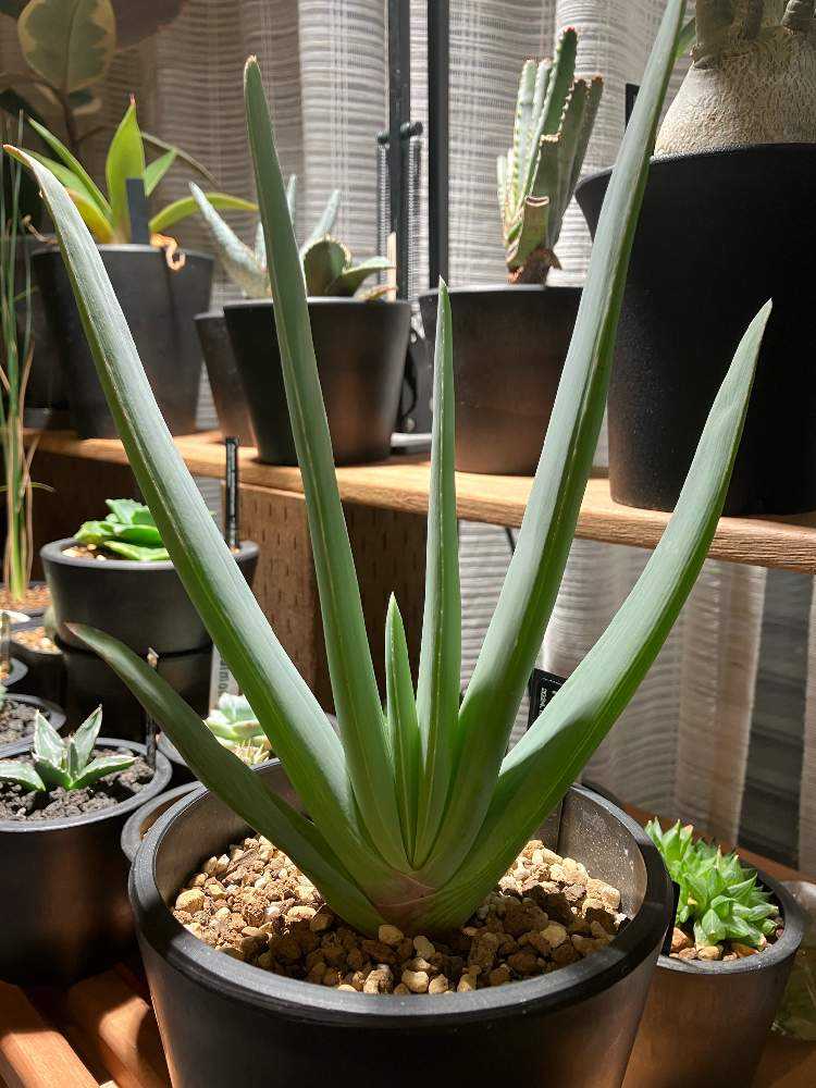 アロエ　クマラ　プリカティリス アロエ プリカティリス Aloe plicatilis ｜ mokubaraya もくばらや