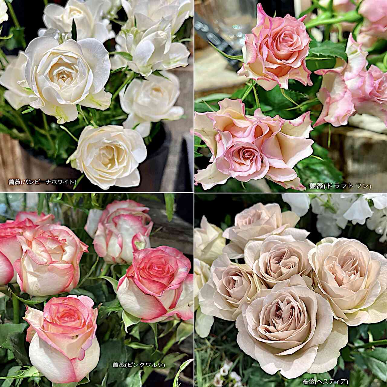 薔薇(ピンクワルツ)の投稿画像 by カタバミさん｜薔薇(バンビーナ