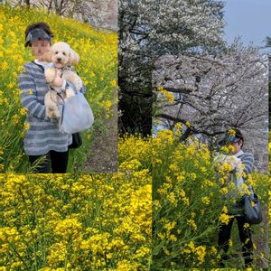 アンティーク,アンティーク雑貨,トールペイント,外出先にて,今日のお花の画像