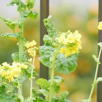 菜の花,ナノハナ,種まきっ子,今日のお花,ミラーレス一眼の画像