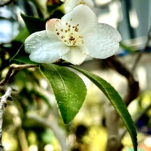 ヒメサザンカ,キンカチャ,黄花ツバキ  初黄,トンキンユチャ,マソチアナルブラの画像