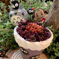 菜の花,LOVE多肉♡,メイちゃん,多肉好き,真っ黒クロスケの画像