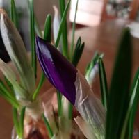 クロッカス,金曜日の蕾たち,東北人花の会,チーム魔女っ子,✨ひだまり✨の画像