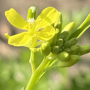 菜の花,新潟とう菜,花壇,ガーデニング,山野草の画像