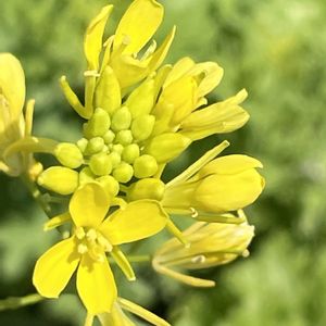 菜の花,わさび菜,花壇,ガーデニング,野菜の花の画像