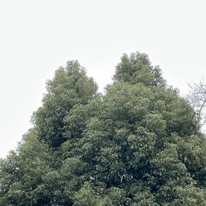 トトロ,常緑高木,植栽,クスノキ科,クスノキ科ニッケイ属の画像