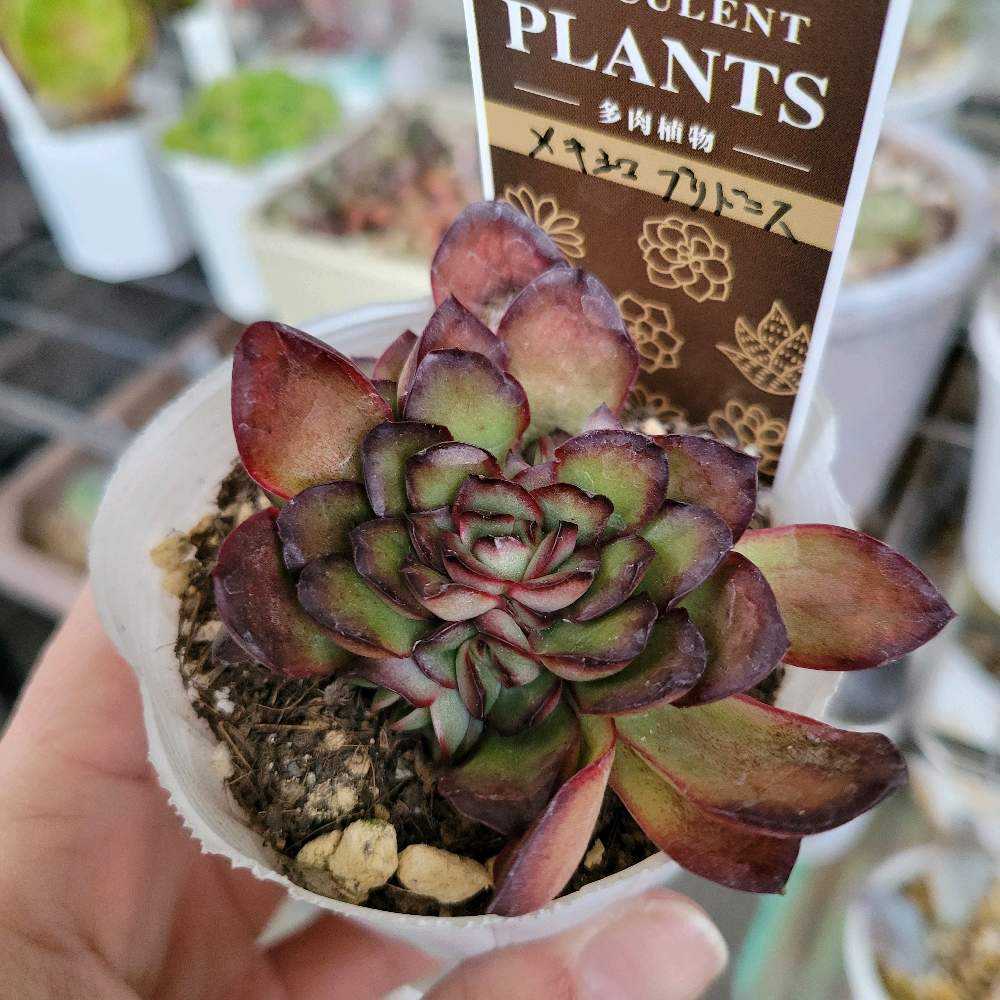 1708080362594_thum_762766_p_20