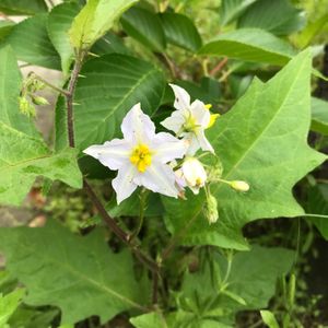 ワルナスビ,山野草,白い花,ナス科の画像