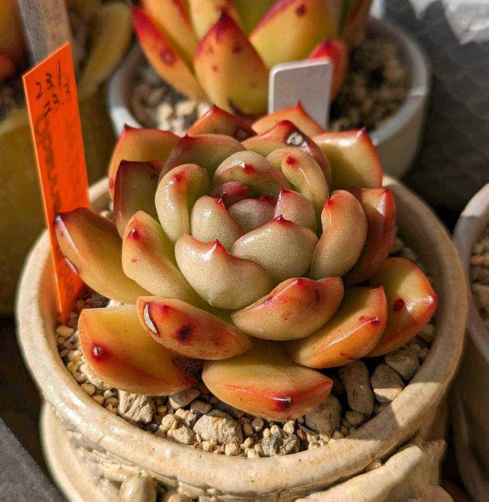 875🌹アガボイデスモンブラン｜🍀GreenSnap（グリーンスナップ）