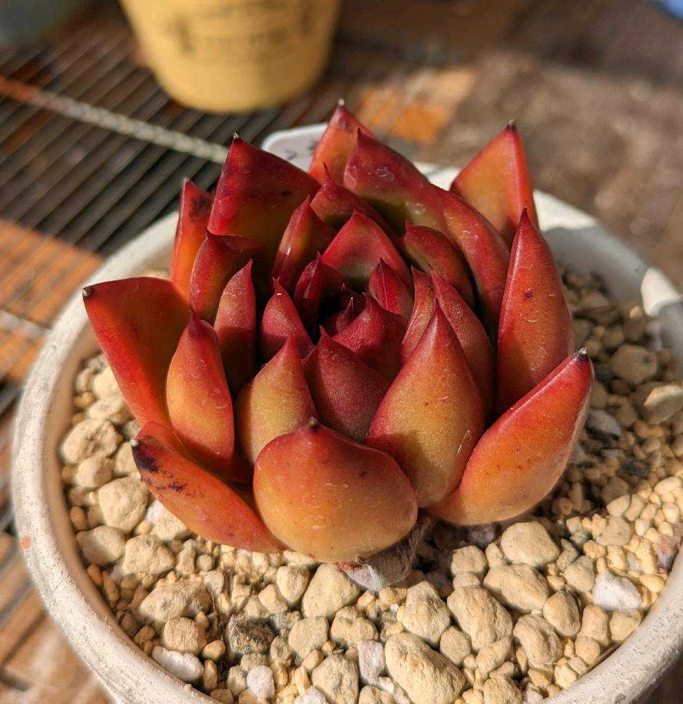 481🌹ワイルドホース｜🍀GreenSnap（グリーンスナップ）