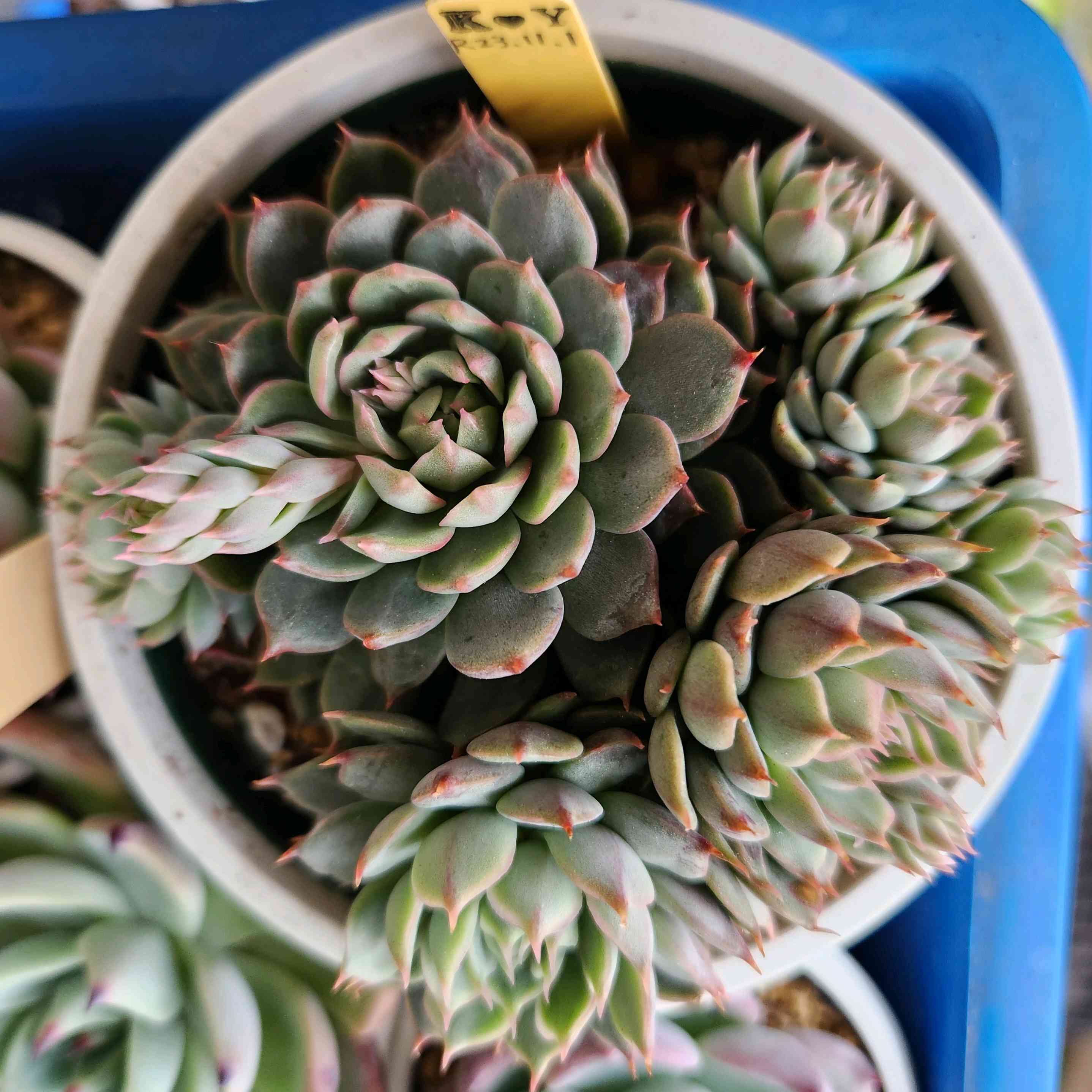 トバレンシス×ビンセントカトーの一覧｜🍀GreenSnap（グリーンスナップ）