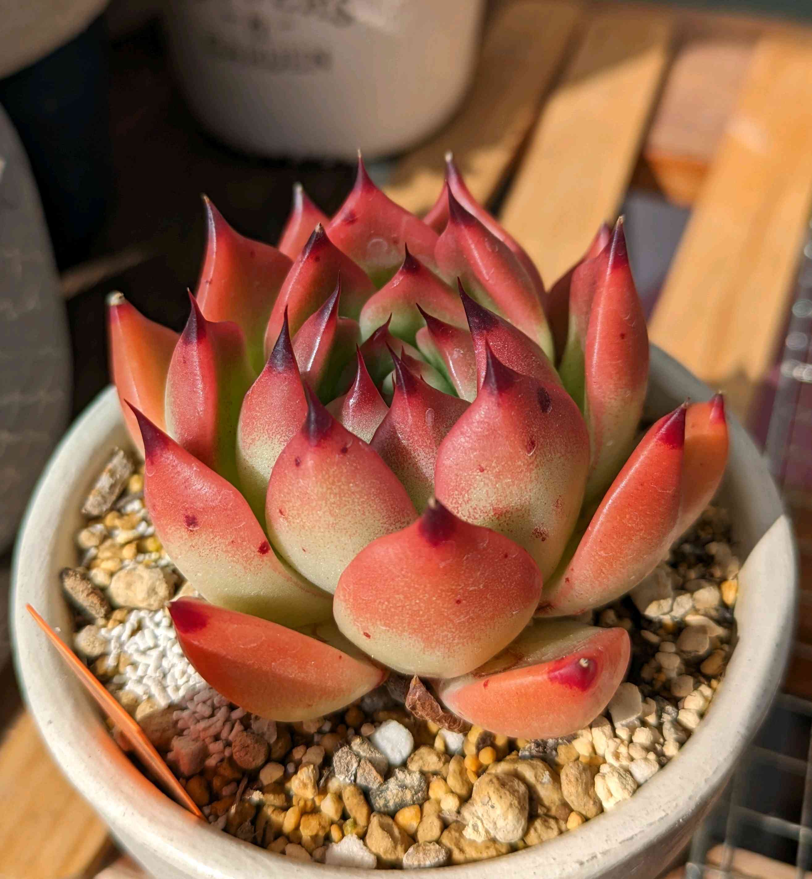 1708126497615_159674_p_2024021