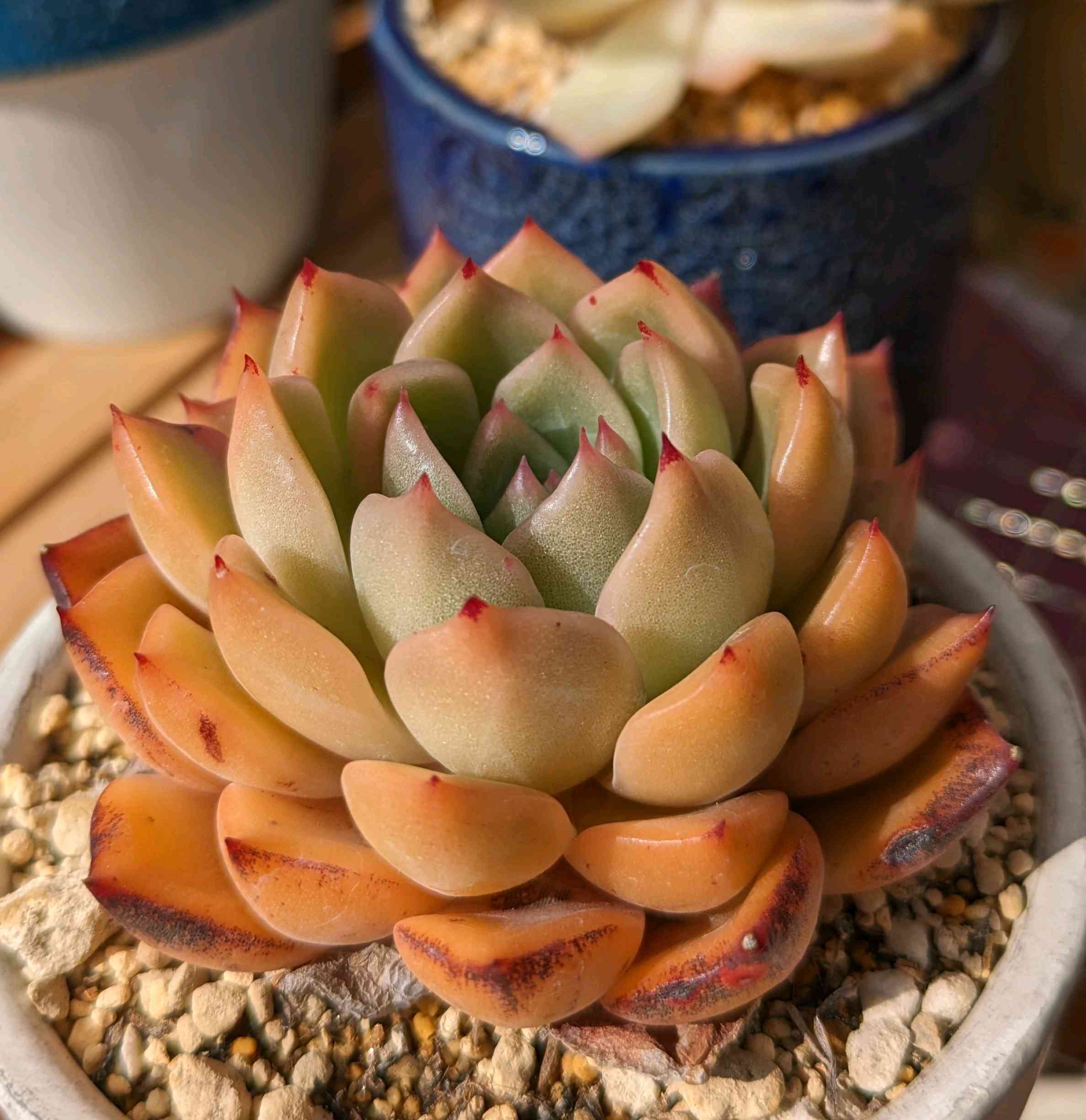 791🌹シャンフェイ｜🍀GreenSnap（グリーンスナップ）