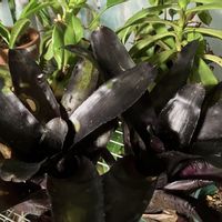 ネオレゲリア・ウルトマンズミッドナイト,観葉植物,ネオレゲリア,タンクブロメリア,黒い葉っぱの画像