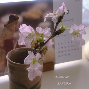 彼岸桜,啓翁桜（けいおうざくら）,花瓶,さくら 桜 サクラ,平和を願う☆の画像