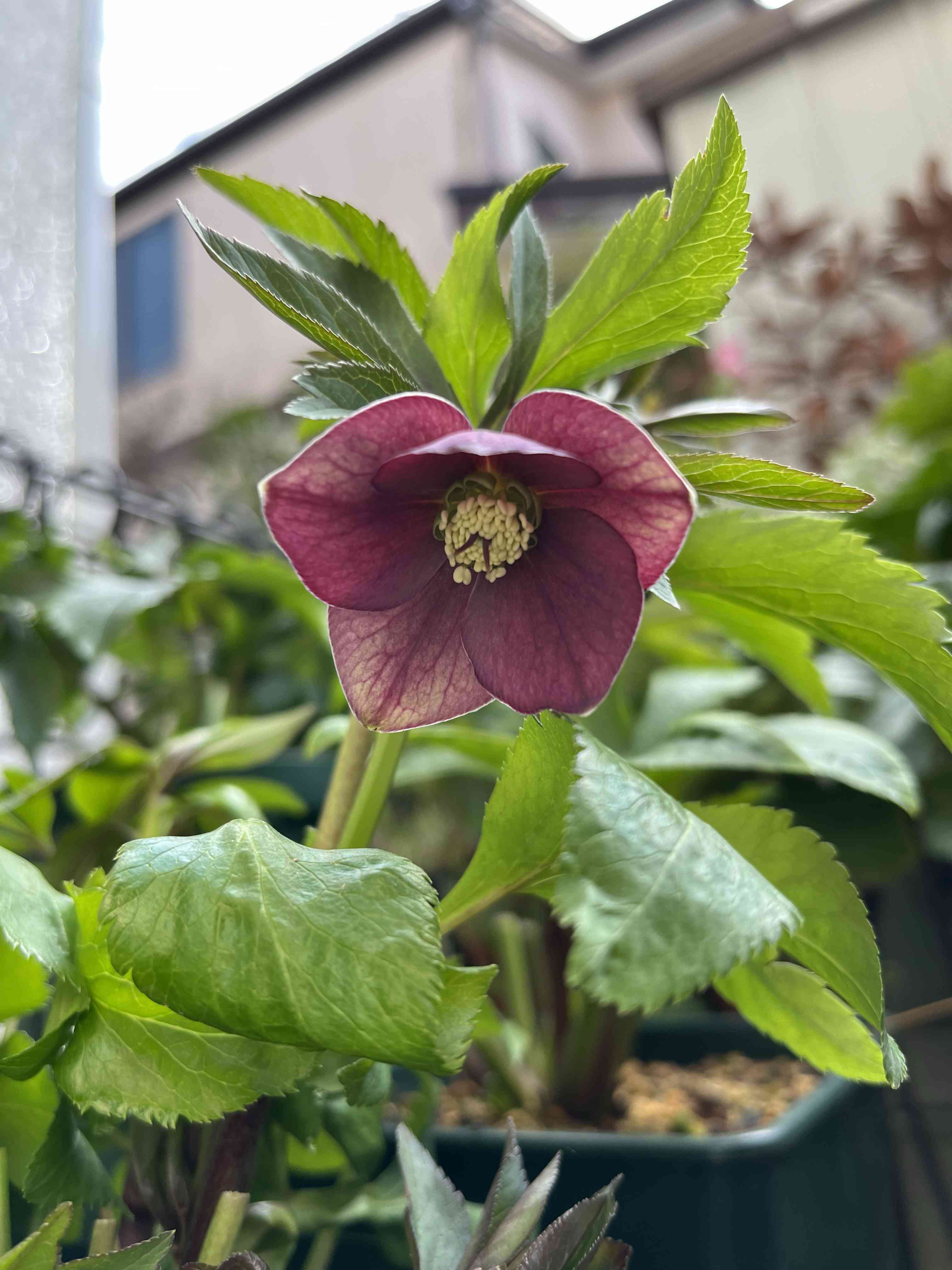 クリスマスローズ リトルビーストの一覧｜🍀GreenSnap（グリーンスナップ）