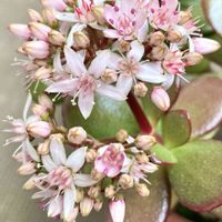 金のなる木,桜花月,多肉植物,咲いた！,癒しの画像