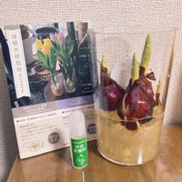 チューリップ黄小町,チューリップ黄小町,水耕栽培,富山県花卉球根農業協同組合の画像