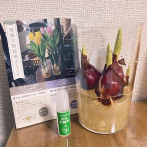 チューリップ黄小町,チューリップ黄小町,水耕栽培,富山県花卉球根農業協同組合の画像