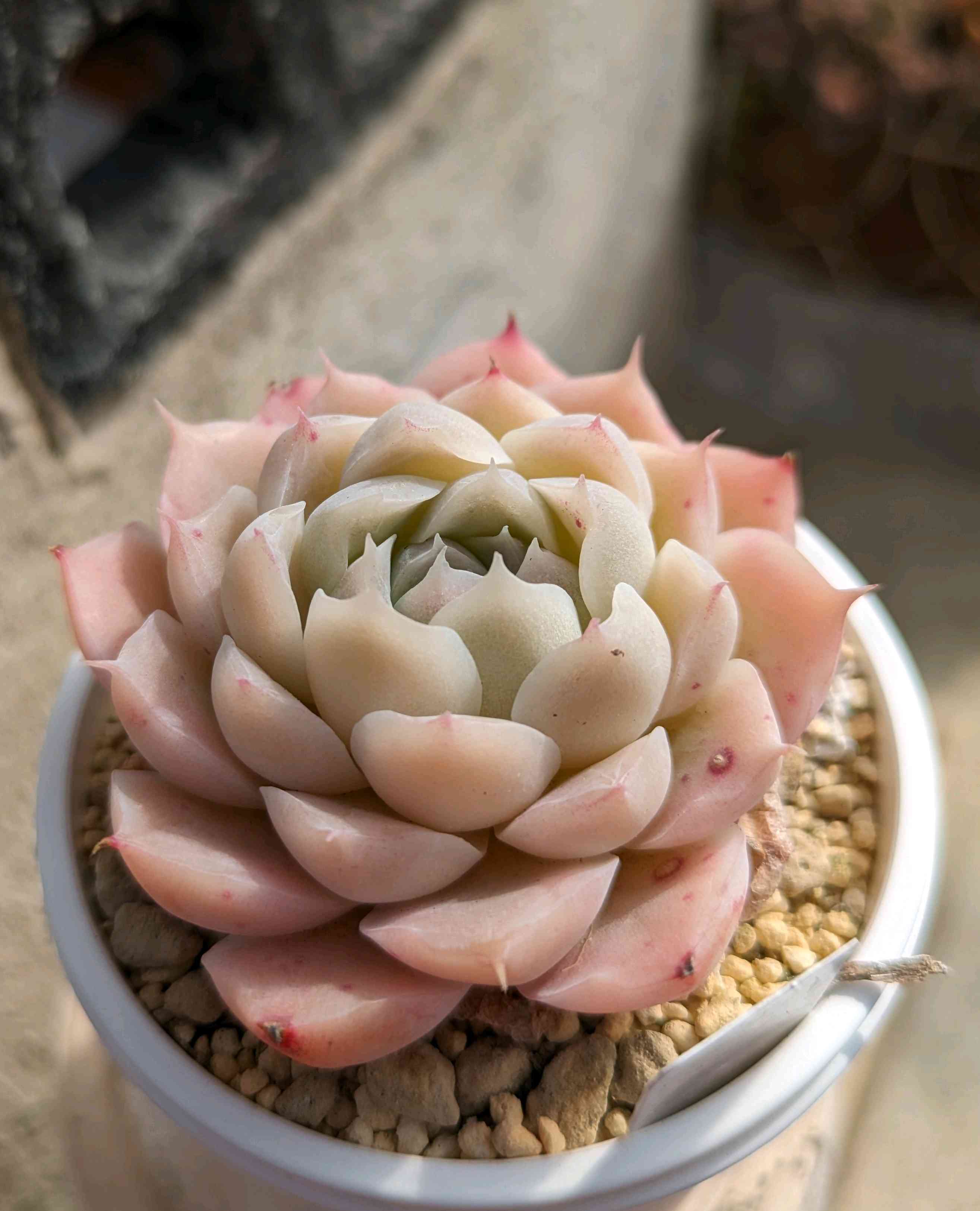 1014🌹ラッキーフェイス｜🍀GreenSnap（グリーンスナップ）