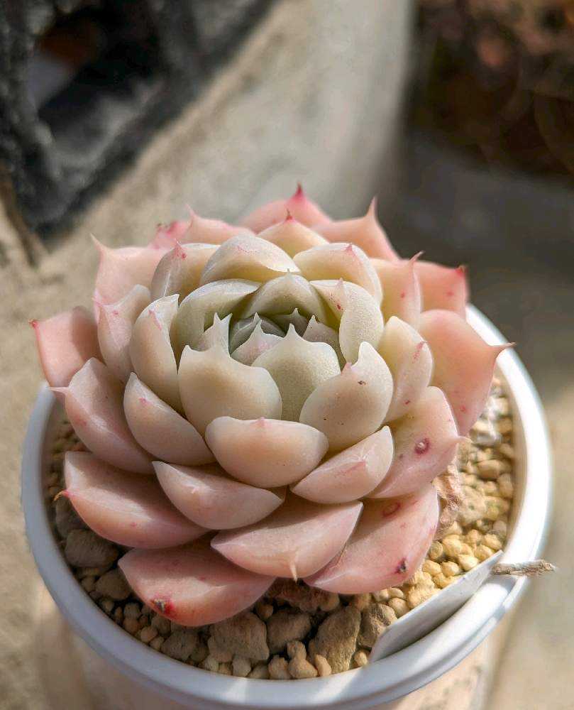 No.415 特選多肉植物 珍奇植物 Euphoria crassipes / 倶利伽羅玉 厳選株