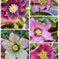 カネノナルキ,カランコエ,クリスマスローズ,ゼラニウム,パプリカの画像