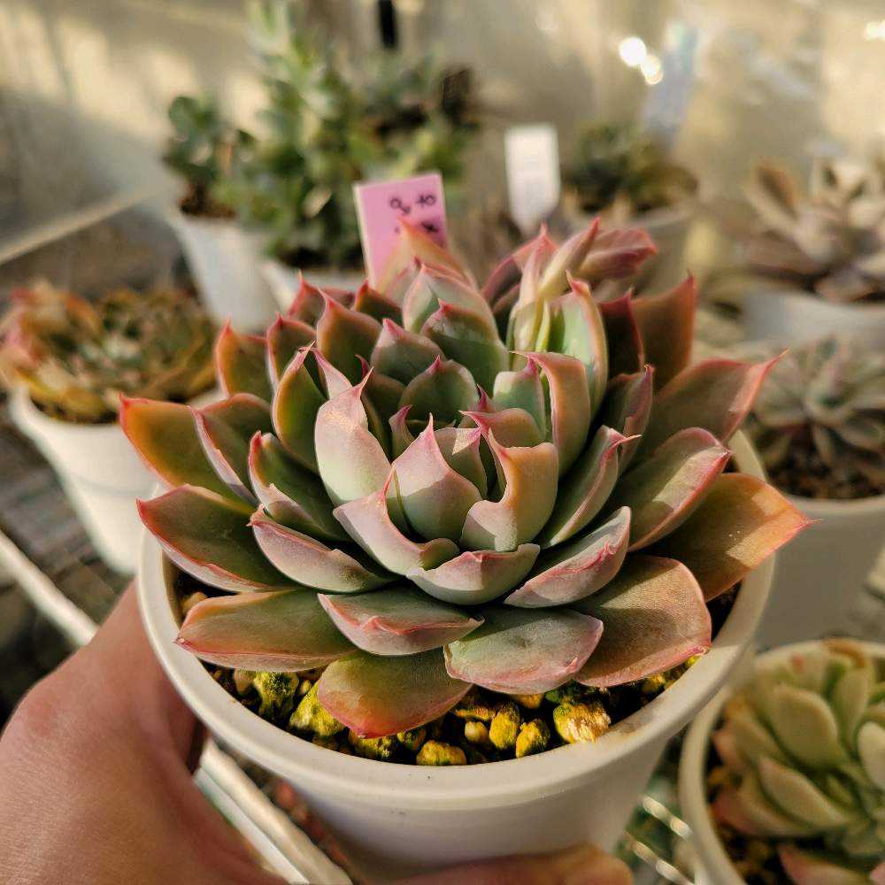 メキシコポルデンシスxシムランス｜🍀GreenSnap（グリーンスナップ）