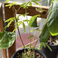 オジギソウ,観葉植物,DIY,つるみ園芸,iPhone11ProMaxの画像